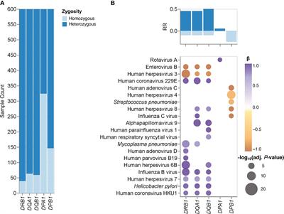 Human leukocyte antigen class II gene diversity tunes antibody repertoires to common pathogens